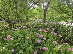 -上海滨江森林公园