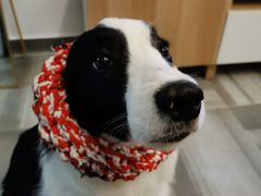 -暖阳宠物医院·犬猫康复中心·骨科