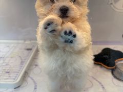 -翊宠yipet猫狗购宠庄园犬舍•猫舍