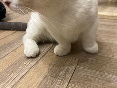 -酷豆宠物咖啡·宠物美食·撸猫馆