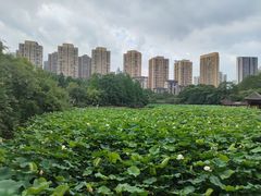 -龙头寺公园