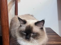 -楼上猫咖(罗湖店)