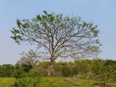 -中国科学院西双版纳热带植物园