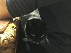 -宠爱国际动物医院· 猫科· 外科·中兽医(长白店)