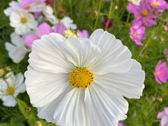 -香蜜公园