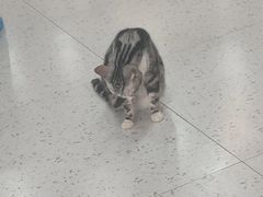 -喵园·猫主题咖啡厅·撸猫·猫咖(国贸店)