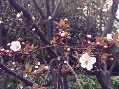 -人民公园-相亲角