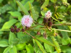 -海南热带雨林国家公园吊罗山景区