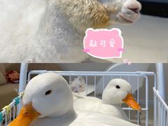 -怪兽屋·羊驼·猫咖·狗咖(俊华广场店)