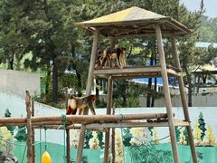 -西霞口神雕山野生动物世界