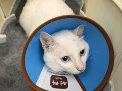 -瑞派康怡24h宠物医院·犬猫医疗中心·微创绝育(瑞景分院)