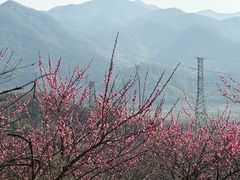 -新建村梅花