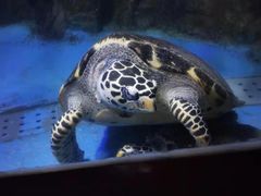 -太平洋海底世界