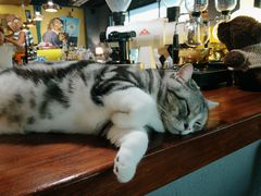 -咖法森林·咖啡  酒吧(天河店)