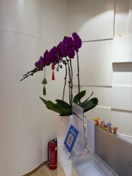 -JUVA欧华医美连锁