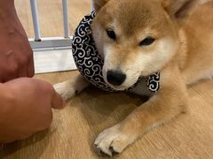 -南京Hallo宠物乐园·哈罗犬舍·柴犬繁育基地