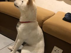 -柴务处·柴犬主题狗咖