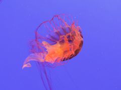 -上海海洋水族馆