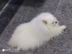 -中环花鸟鱼虫市场