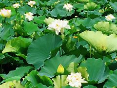 -荷塘月色湿地公园·向阳花洲