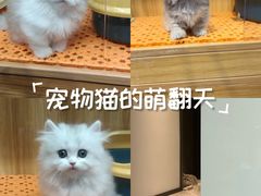 -欣宠猫屋·矮脚拿破仑·蓝金金渐层