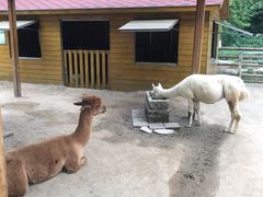 -北京市海淀外国语实验学校