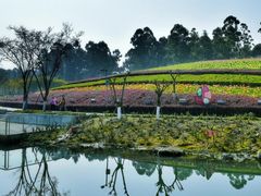 -天府芙蓉园