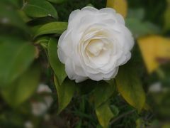 -章氏(车站北路店)