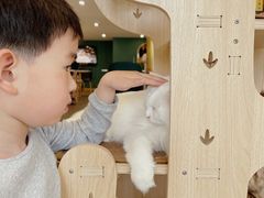 -飞行喵MR PILOT|猫舍·猫咖(静安大融城店)