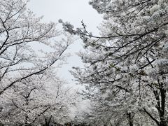 -上海辰山植物园
