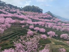 -梅州天地人花园酒店(梅县人民广场店)