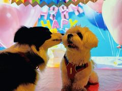 -百好乐宠物友好餐厅(朝外大街店)