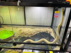 -宝鸡东道花鸟鱼虫市场(吉利花园商场店)
