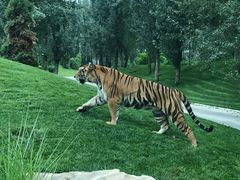 -北京野生动物园