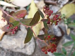 -静之湖湖畔餐厅