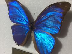 -上海昆虫博物馆