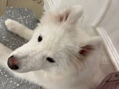 -Let's go狗咖·猫咖·奶狗·桌游(春熙路IFS店)