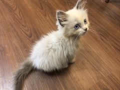 -楼上猫咖(罗湖店)