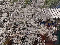 -潭柘寺景区