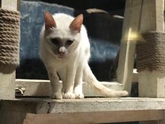 -猫咪博物馆(顶澳仔猫街店)