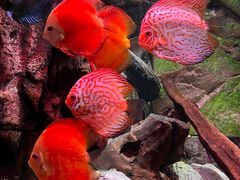 -上海海洋水族馆