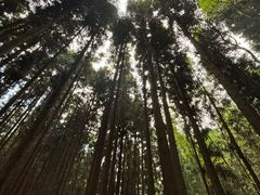 -武陵山森林公园