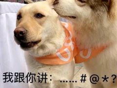 -新疆民族团结羊肉串(锦江区店)