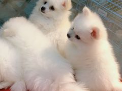 -中环花鸟鱼虫市场