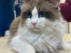 -瑞派康怡24h宠物医院·犬猫医疗中心·微创绝育(瑞景分院)