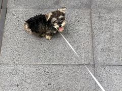 -帕帕拉兹宠物(亚洲旗舰店)