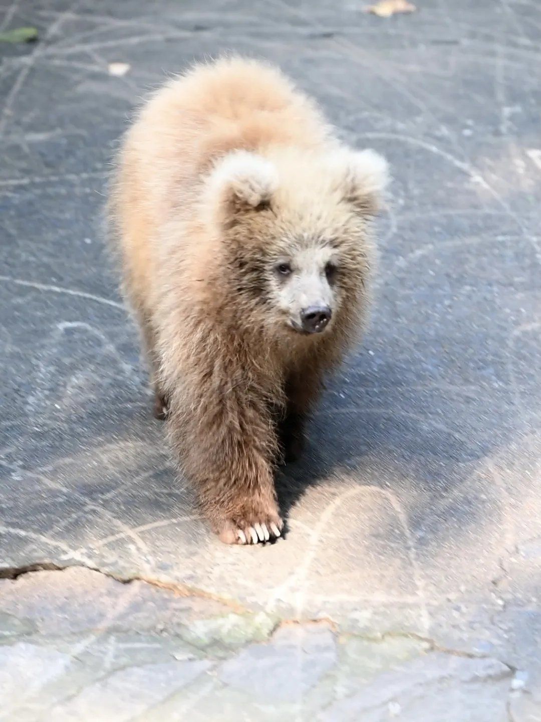 小熊军军,上海动物园