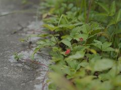 -叠溪松坪沟景区
