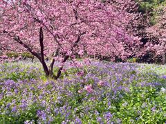 -武汉大学-樱园