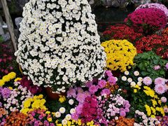 -菊花台公园
